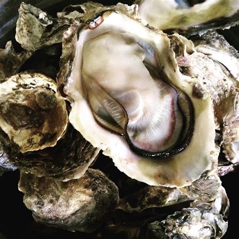 shell sa tagalog|what is shell in tagalog .